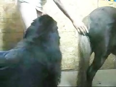Maid for a dog