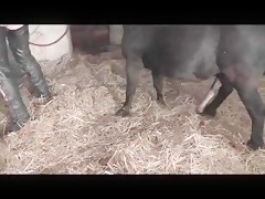 vaya nabo
