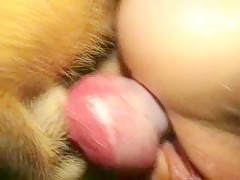 Perro por los aires