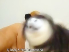 Cuidando al perro zootube