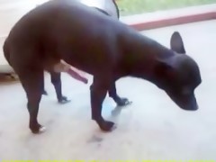 Labrador man fucks