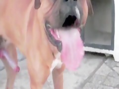 Knowing to his dog