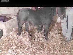 Opportunity of rapid sex
