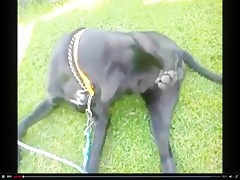 Lesbianas calientes en el sofa con chucho
