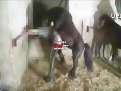 gay apuñalado con perro