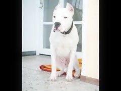 good doggy 2