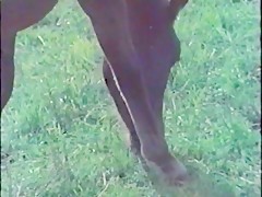 Horse put me wet