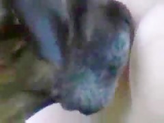 groupsex with a dog