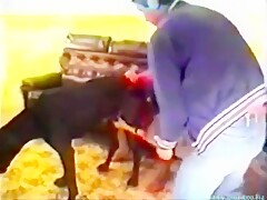 Dog Maid