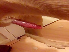Dog cumming