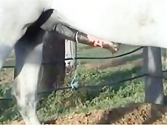 Horse erection 02