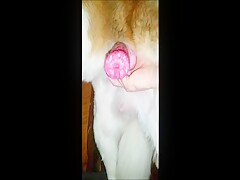 My dogs big cock