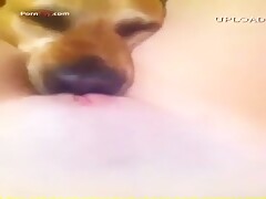 dog lick 5