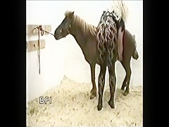 Euro Video - Mustang Explosions