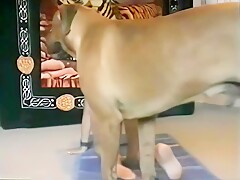Training Jenks (improved quality)