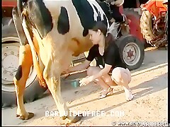 Cow lesbian