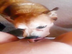 little dog licking pretty pussy