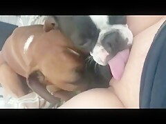 Sendo lambida por dois cachorros